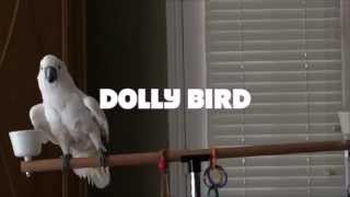 Cockatoo Dancing to Benny Hill Theme Song Cockatoo Dancing to Benny Hill Theme Song