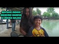 BINTANG INDIGO MANCING BARENG KI REKSO KELING