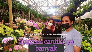 terpesona sama yang cantik2 di bandung|lapak anggrek dan sukulen #anggrek #bandung