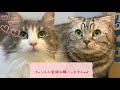 【子猫】先住猫との出会い1日目【ノルウェージャンフォレストキャット】