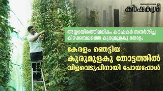 കേരളം ഞെട്ടിയ കുരുമുളകു തോട്ടത്തിലേക്ക് വീണ്ടുമൊരു യാത്ര, വിളവെടുപ്പ് കാണാം