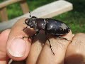 female stag beetle