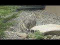 円山動物園のユキヒョウ（シジムとアクバル）