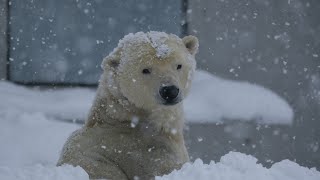 2023 2 25-26 円山動物園 リラ