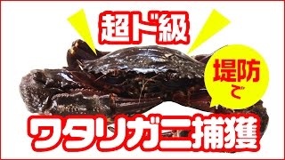 超ド級ワタリガニ（イシガニ他）を堤防から網で捕る！