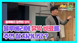 블루베리에 유박 비료를 주면 잘 자라나요 ? (블루베리 시비 비료 거름)