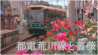 レトロな都電荒川線沿線に咲く薔薇 Sakura Trum,Arakawa Line,Tokyo