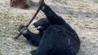 八木山動物公園   ツキノワグマ   ツバサ