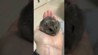 手乗りはむきち#hamsters #ハムスター #ハムスターのいる生活