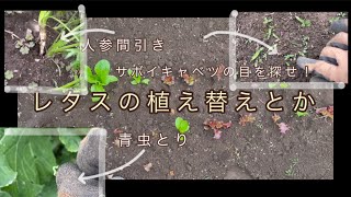 秋まきの種と苗の植え替え #10月の畑 #無農薬栽培 #畑セラピスト  #畑づくり #家庭菜園