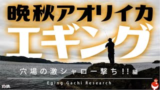 エギング穴場“激シャロー”で晩秋アオリイカを追ってみた！まだまだ秋は終わらない編