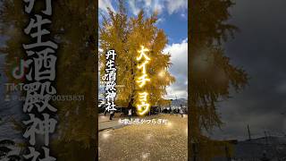 見事な大銀杏『丹生酒殿神社⛩️』和歌山県かつらぎ町　#大銀杏　#鎌八幡