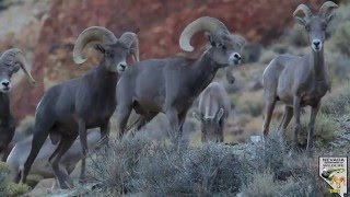 Desert bighorn sheep 2015