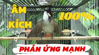 luyện cho chào mào bổi hót | luyện giọng chào mào hót sáng kích bổi hót đấu căng lửa. chao mao hot