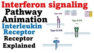 Interferon gamma signaling pathway | ifn gamma