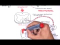 neurology autonomic nervous system