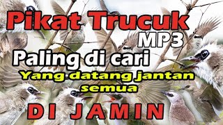 suara pikat burung trucuk paling ampuh MP3 SEPANJANNG HARI