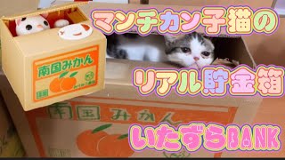 [マンチカン子猫]リアル猫の貯金箱😳(#32) Cat piggy bank