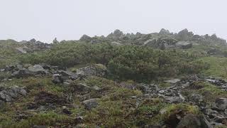 4K 仙丈ヶ岳の雷鳥の秋群れ