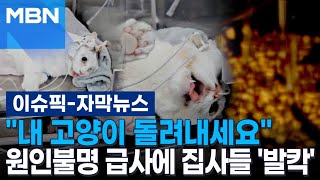 [자막뉴스] ＂내 고양이 돌려내세요＂ 원인불명 급사에 집사들 '발칵' | 이슈픽