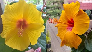 Why change hibiscus flower colour  in winter (শীতকালে জবা ফুলের রং কি কারনে পরিবর্তন হয়)