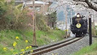 ラビューに乗って秩父鉄道SLと桜を見に行って来た‼️