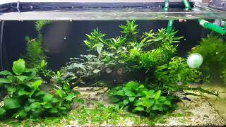 60l low tech planted