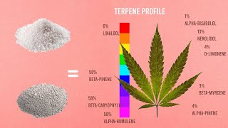 Terpenes : Increase Your Plant's Profile