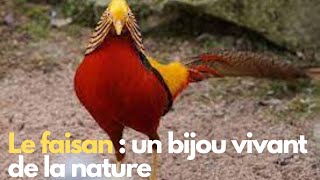 L'oiseau faisan : créature magnifique qu'est un bijou vivant de la nature