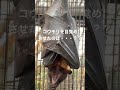 オオコウモリの目覚め！ 草津熱帯圏 コウモリ 動物園