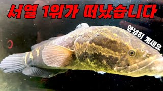 서열 1위 저희집 토종가물치가 용궁으로 머나먼 여행을 떠났습니다(새로운 친구가 왔어요..)