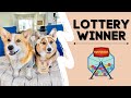 TALKING DOGS WIN THE LOTTERY! #shorts #corgi #dogs