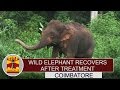 Wild Elephant recovers after treatment at Coimbatore | Thanthi TV