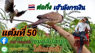 นกเขาใหญ่ต่อกิ่ง เจ้ามังกรเงิน แต้มที่ 50ไม่ทันลี่เลยนกมาก่อนครับ0803427901