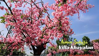 Keindahan Taman Sakura di Villa Khayangan Puncak 2 Bogor #villakhayangan