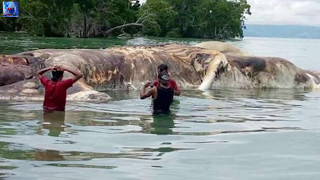 দেখুন ইন্দোনেশিয়ার উপকূলে রহস্যময় দৈত্যাকার প্রাণীর সন্ধান ইন্দোনেশিয়া জুড়ে তোলপাড় |