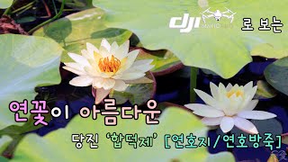 연꽃이 아름다운 합덕제[연호지/연호방죽] 영상