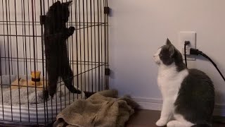 少しづつ縮まる先住猫との距離感💖【対面2日目】33話   kitten meets resident cat for the first time❗  the 2nd day.