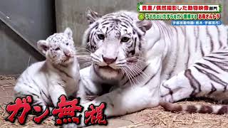 子供のいたずらをガン無視するお母さんトラ［宇都宮動物園］『ZOO-1グランプリ』11/30(火)【TBS】