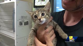 Maryland 2,000 offers free adoption of cats, kittens