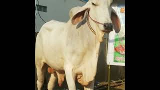 Khmer cow, គោបាខ្មែររាងលូយ