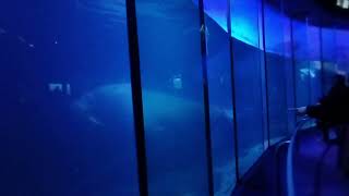 Hakkeijima Sea Paradise (Walrus Tank) . 八景島シーパラダイス (セイウチの水槽) 2024.02.12