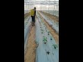 quick drenching method in plants in net house and polyhouses