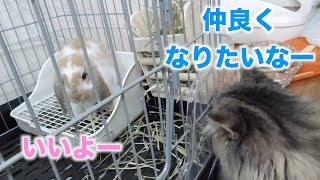 子うさぎと仲良くなりたい子猫 Kitten wanting to get along with bunny rabbit