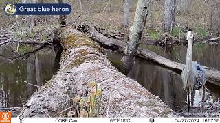 The legacy of a log: Trail camera video at Unkety Brook WMA