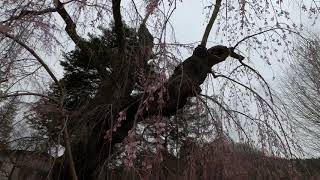 2021年4月13日　角館桜開花状況－1