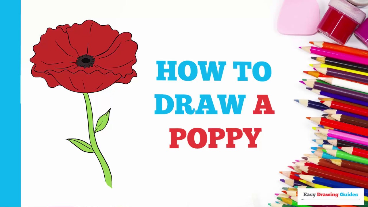 How To Draw A Poppy In A Few Easy Steps: Drawing Tutorial For Beginner ...