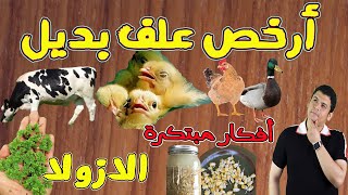 ارخص نوع علف بديل !🐥🐓🦆🐄