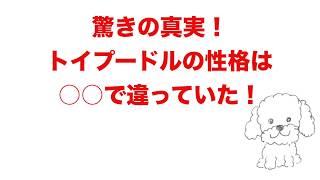 驚きの真実！トイプードルの性格はOOで違っていた！