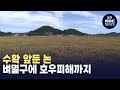 [뉴스데스크] 수확 앞둔 논, 벼멸구에 호우피해까지